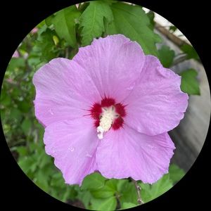 Meet your Posher, Shelby